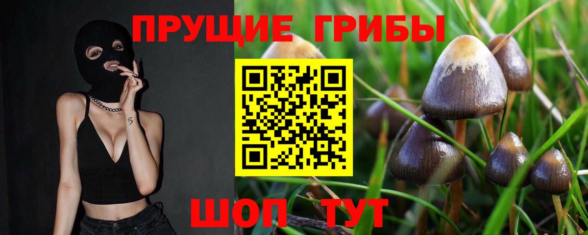 Галлюциногенные грибы GOLDEN TEACHER  даркнет сайт  Боровичи  Вход с VPN  Галлюциногенные грибы Psilocybine cubensis 